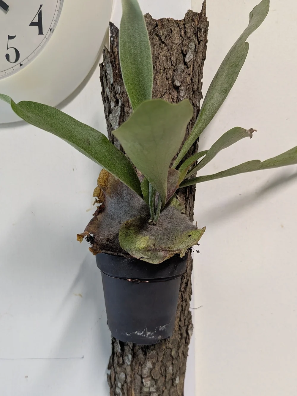 Green Mounted Staghorn Fern Plant On Natural Bark Accessory